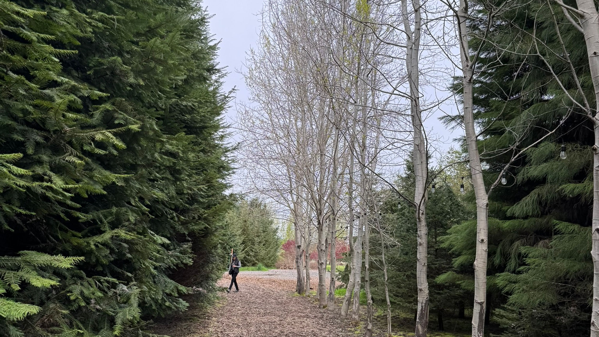 Long Narrow Birch Alley